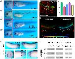Xenbase Expression Image Xenbase Expression Image