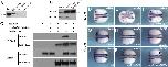 Xenbase Expression Image Xenbase Expression Image