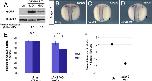 Xenbase Expression Image Xenbase Expression Image