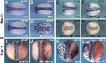 Xenbase Expression Image Xenbase Expression Image