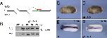 Xenbase Expression Image Xenbase Expression Image