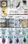 Xenbase Expression Image Xenbase Expression Image
