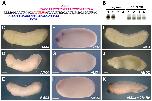 Xenbase Expression Image Xenbase Expression Image