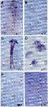 Xenbase Expression Image Xenbase Expression Image