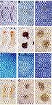 Expression Image Expression Image