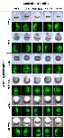 Expression Image Expression Image