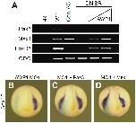 Xenbase Expression Image Xenbase Expression Image