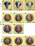 Xenbase Expression Image Xenbase Expression Image