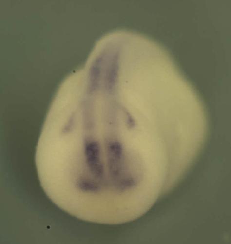 Xenopus sall2 expression in stage 20 embryo