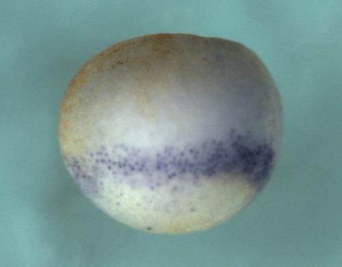 Xenopus gelsolin (amyloidosis, Finnish type) / gsn expression in stage 11 embryo, lateral view