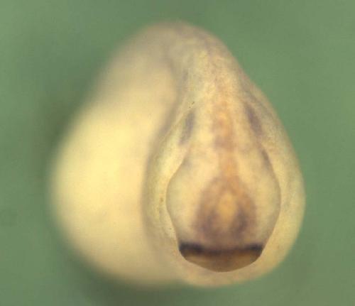 Xenopus lethal giant larvae homolog 2 / llgl2 gene expression in stage 20 embryo, anterior view