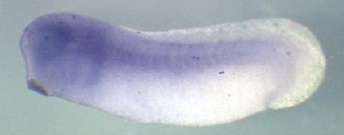 Xenopus tubgcp3 / tubulin, gamma complex associated protein 3 gene expression in stage 28 embryo. Clone TEgg027j08
