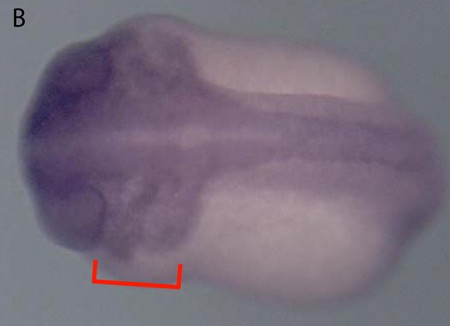 Xenopus dvl2 expression assayed by in situ hybridization. Dorsal/anterior view of stage 20 embryo.