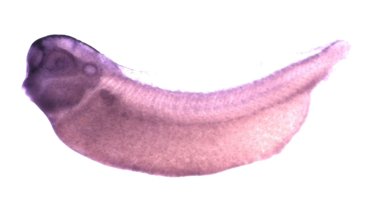 Image for Brändli Lab 2008