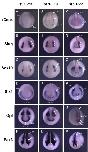Expression Image Expression Image