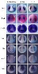 Expression Image Expression Image