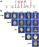 Expression Image Expression Image