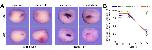 Expression Image Expression Image