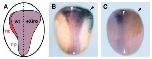 Expression Image Expression Image