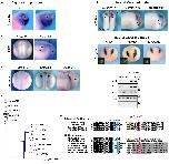 Expression Image Expression Image
