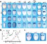 Expression Image Expression Image