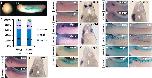 Expression Image Expression Image