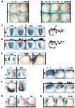 Expression Image Expression Image