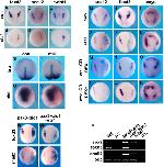 Expression Image Expression Image