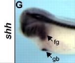 Expression Image Expression Image