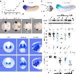 Expression Image Expression Image