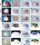 Expression Image Expression Image