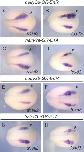 Expression Image Expression Image