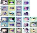 Expression Image Expression Image