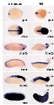 Expression Image Expression Image