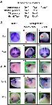Expression Image Expression Image