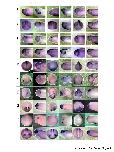 Expression Image Expression Image