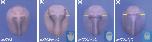 Expression Image Expression Image