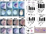 Expression Image Expression Image