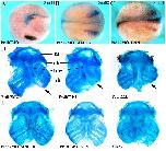 Expression Image Expression Image