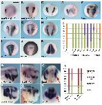 Expression Image Expression Image