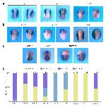 Expression Image Expression Image