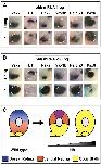 Expression Image Expression Image