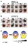 Expression Image Expression Image