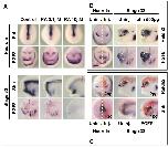 Expression Image Expression Image