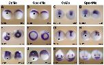 Expression Image Expression Image