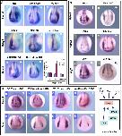 Expression Image Expression Image