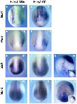 Expression Image Expression Image