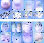 Expression Image Expression Image