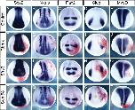 Expression Image Expression Image