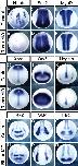 Expression Image Expression Image